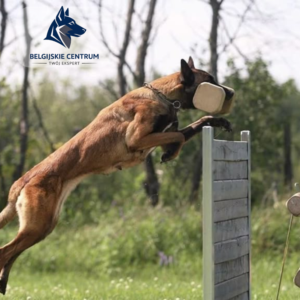 Owczarek belgijski laekenois