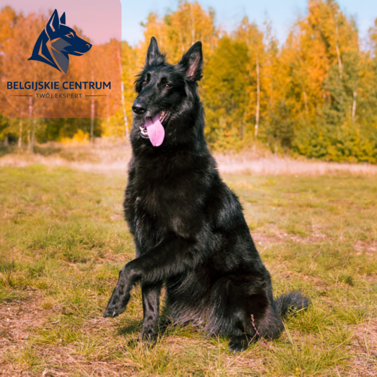 Owczarek belgijski groenendael
