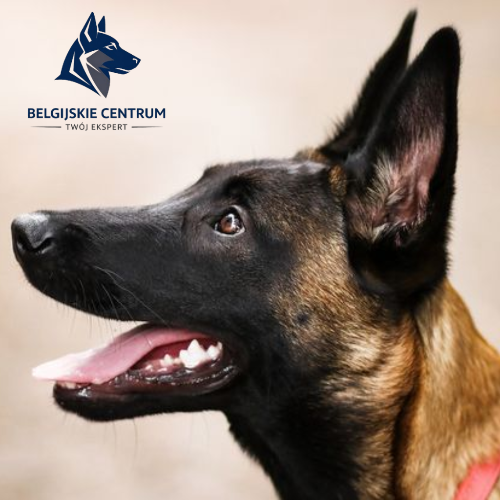 Owczarek belgijski malinois – grafika przedstawiająca umaszczenie