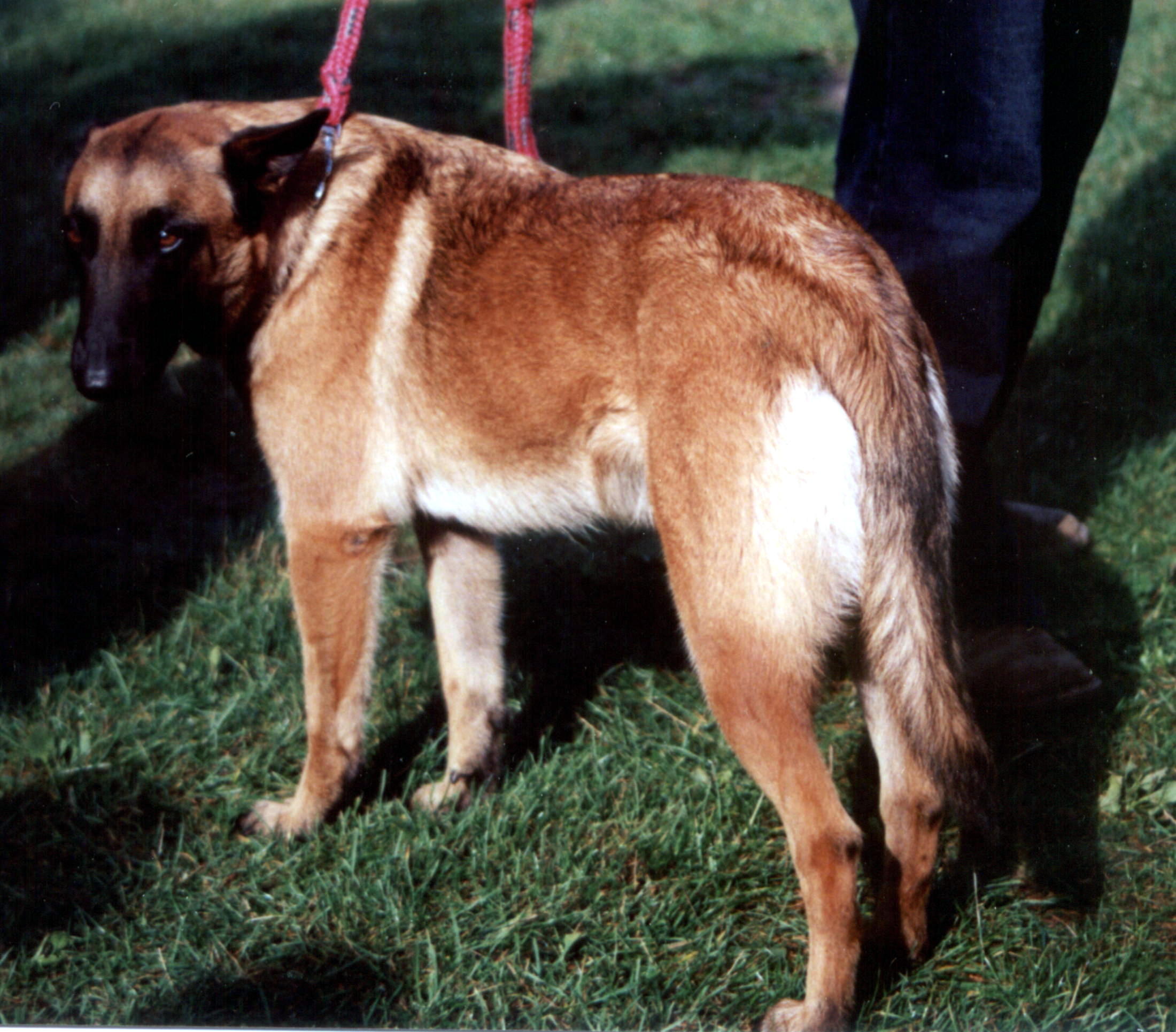 Dorosły owczarek belgijski malinois w pozycji stojącej