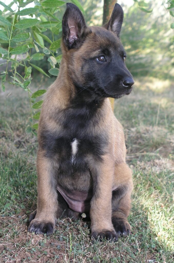 Szczeniak owczarka belgijskiego malinois