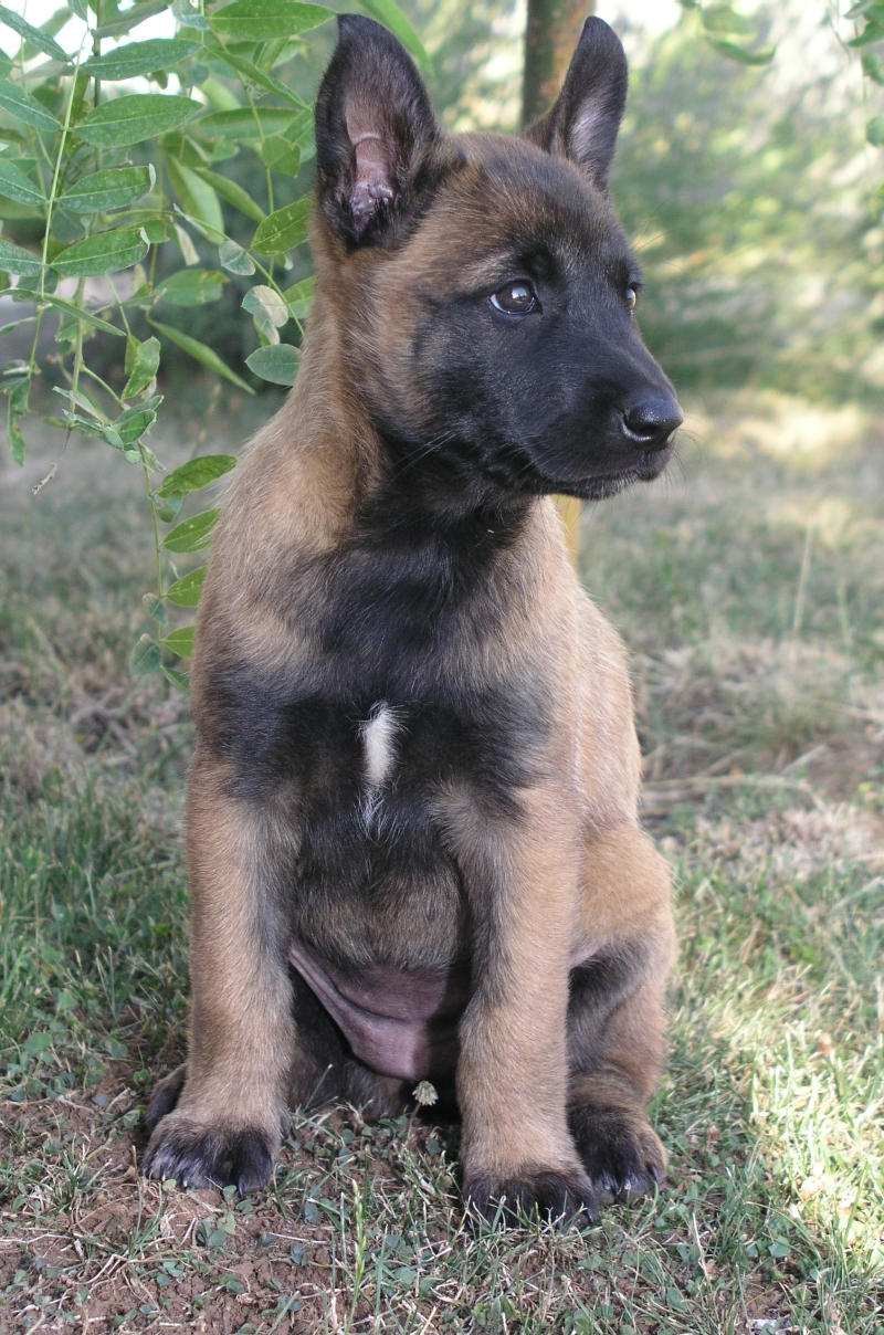 Szczeniak owczarka belgijskiego malinois – rasa wymagająca, nie dla każdego