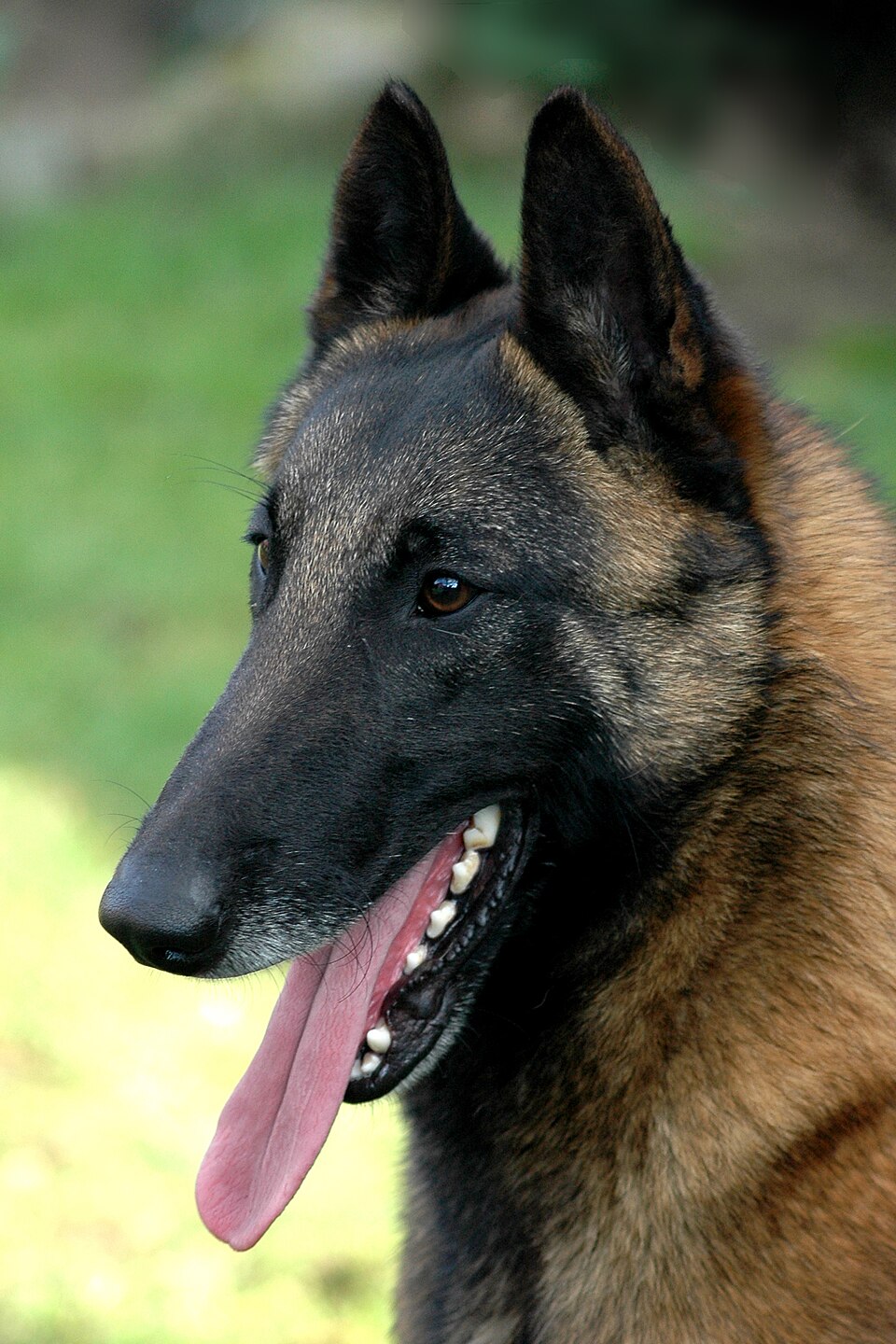 Owczarek belgijski malinois – przedstawiciel rasy belgijskiej